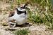 Little Ringed Plover (Charadrius dubius) � Jacques Anglade