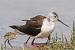 Black-winged Stilt (Himantopus himantopus) � Jacques Anglade