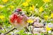 Common Linnet (Carduelis cannabina) � Jacques Anglade