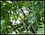 Serin cini (Serinus serinus) � Michel Augustyniak