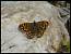 Tircis (Pararge aegeria ) � Michel Augustyniak