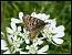 M�lit�e orang�e (Didymaeformia didyma ) � Michel Augustyniak