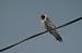 Faucon kobez (Falco vespertinus) � Vincent Palomares