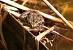 Grenouille brune ind�termin�e (Rana sp.) (Rana sp.) � Brigitte Tairraz