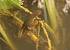 Triton palm� (Lissotriton helveticus) � Brigitte Tairraz