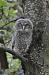 Chouette hulotte (Strix aluco) � Lydie & Pascal Dubois