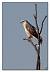 Buse variable (Buteo buteo) � Olivier Garnier