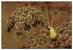 Pouillot v�loce (Phylloscopus collybita) � Olivier Garnier