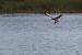 Balbuzard p�cheur (Pandion haliaetus) � Olivier Garnier
