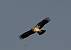 Aigle bott� (Aquila pennata) � auteur&nbsp;non&nbsp;diffus&eacute;