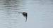 Hirondelle de rochers (Ptyonoprogne rupestris) � Christian Fargeix