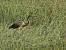 H�ron pourpr� (Ardea purpurea) � Jean-Claude Lablanquie