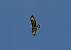 Buse variable (Buteo buteo) � Nicole Deschaume