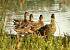 Canard colvert (Anas platyrhynchos) � Jean Chassagne