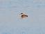 Dendrocygne fauve (Dendrocygna bicolor) � Roger Tavard