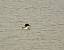 Harle bi�vre (Mergus merganser) � Nicolas Vaille-Culli�re