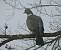 Pigeon ramier (Columba palumbus) � Laurent Reynaud