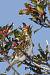 Grive mauvis (Turdus iliacus) � Jean-Yves Delagree