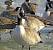 Bernache du Canada (Branta canadensis) � Nicolas Vaille-Culli�re