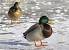 Canard colvert (Anas platyrhynchos) � Nicolas Vaille-Culli�re