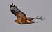 Buse variable (Buteo buteo) � Th�r�se Reijs