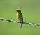 Serin cini (Serinus serinus) � S�bastien Heinerich