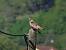 Milan royal (Milvus milvus) � S�bastien Heinerich