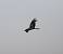 Milan royal (Milvus milvus) � S�bastien Heinerich
