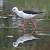Echasse blanche (Himantopus himantopus) � auteur&nbsp;non&nbsp;diffus&eacute;