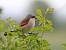 Pie-gri�che �corcheur (Lanius collurio) � Jean-Claude Lablanquie