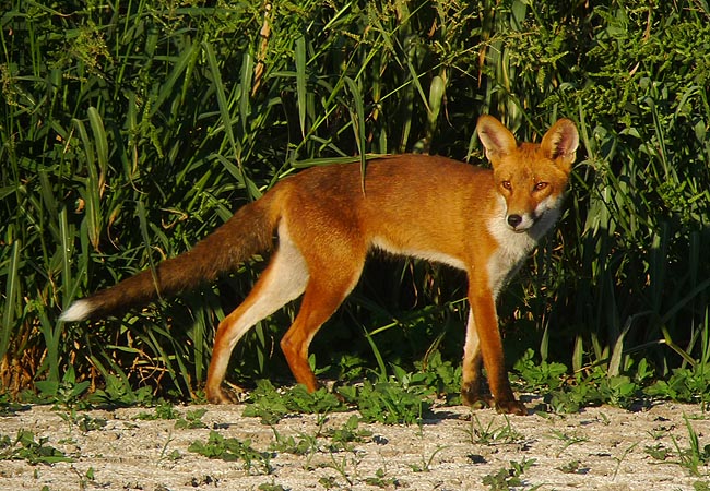 Renard roux - Romain Riols Renard roux - Romain Riols