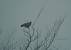 Buse pattue (Buteo lagopus) � Romain Riols