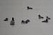 Fuligule � bec cercl� (Aythya collaris) � Romain Riols
