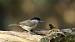 M�sange nonnette (Parus palustris) � Pierre Venier