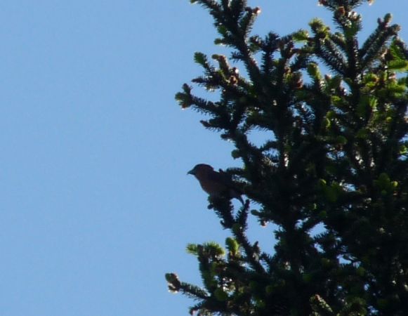 Bec-crois� des sapins  - K�vin Gaudry