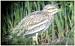Oedicn�me criard (Burhinus oedicnemus) � Franck et Dominique Moinault