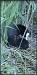 Foulque macroule (Fulica atra) � Franck et Dominique Moinault