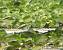 Fuligule nyroca  - Julien Roug�