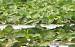 Fuligule nyroca  - Julien Roug�
