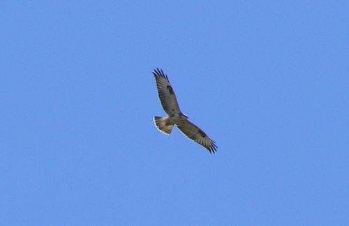 Buse variable  - Jean-Marc Brezard