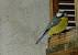M�sange bleue (Parus caeruleus) � Eric Sauveton