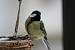 M�sange charbonni�re (Parus major) � Eric Sauveton