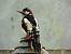 Pic �peiche (Dendrocopos major) � Eric Sauveton