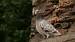 Pigeon biset domestique (Columba livia) � Eric Sauveton