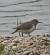 Chevalier guignette (Actitis hypoleucos) � Louis Parisel