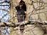 Pic noir (Dryocopus martius) � Collectif www.faune-champagne-ardenne.org