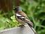 Pinson des arbres (Fringilla coelebs) � Collectif www.faune-champagne-ardenne.org