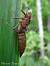 Aeschne isoc�le (Aeshna isoceles) � Vincent Ternois&nbsp;(CPIE)