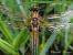 Libellule � quatre taches (Libellula quadrimaculata) � Vincent Ternois&nbsp;(CPIE)