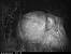Sanglier (Sus scrofa) � Philippe Jourde